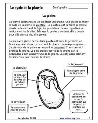 Les plantes - Nouvelle série (3e/4e) - Le cycle de la plante