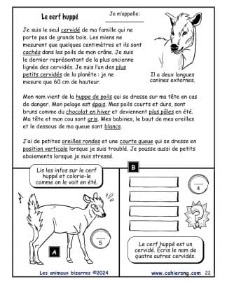 Les animaux bizarres (5e/6e années) - Le cerf huppé#1